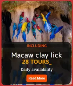 15 Puerto Maldonado Amazon Tours 8 macaw cly lick tours